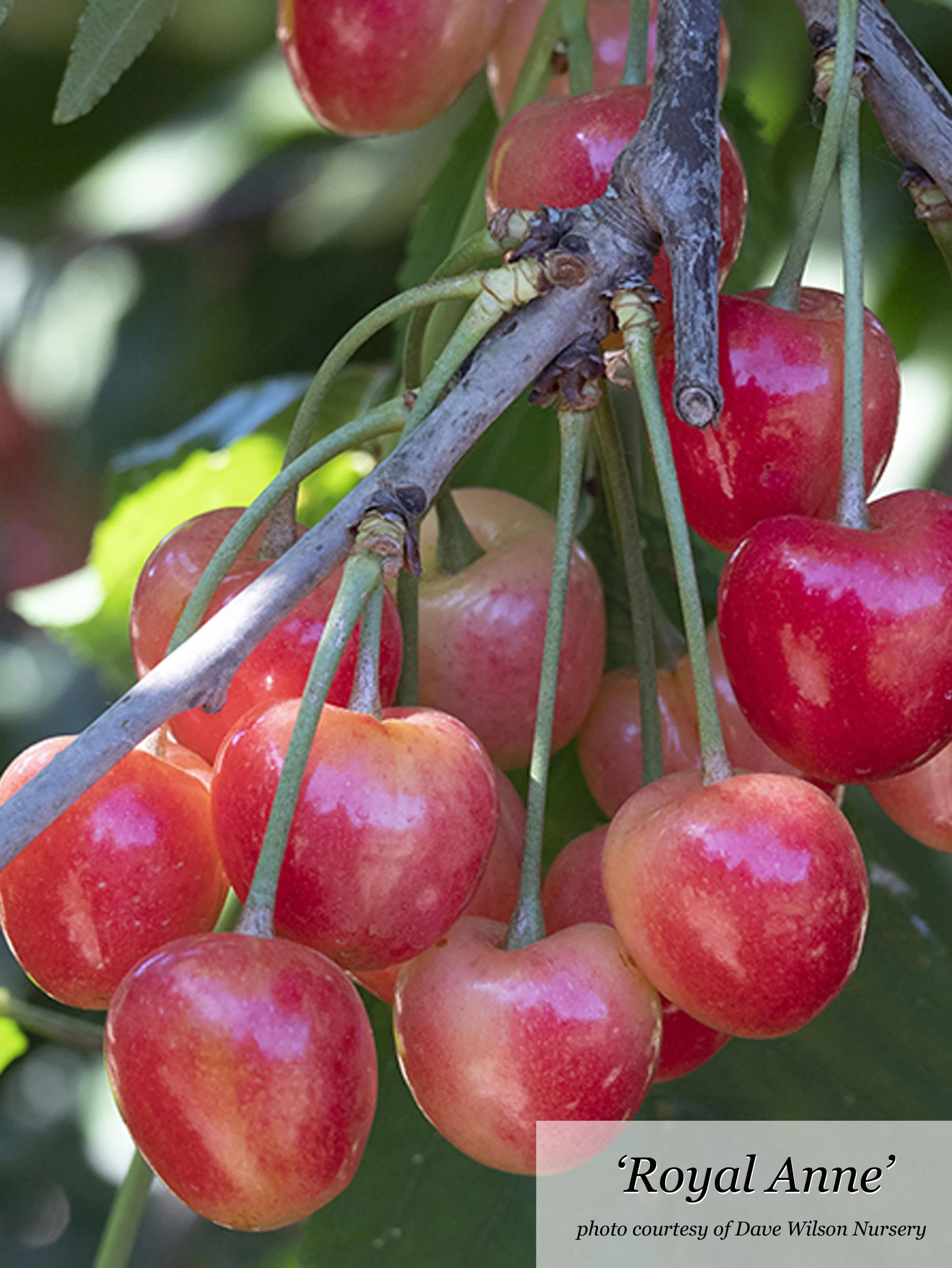 Cheerful Cherries — Sunnyside Nursery